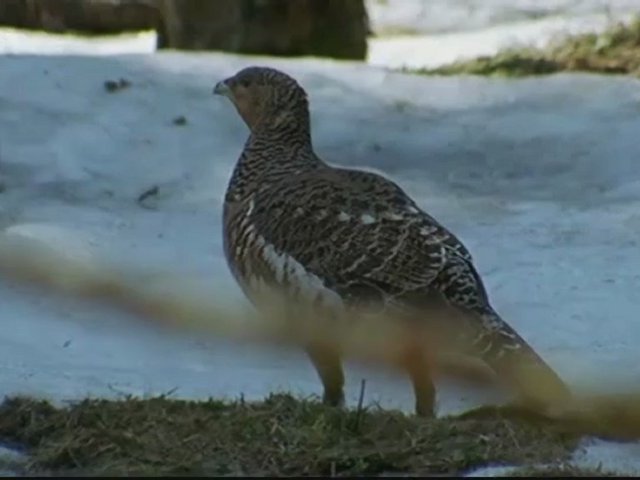 Documentaire La face sauvage des Pyrénées – La saison des neiges