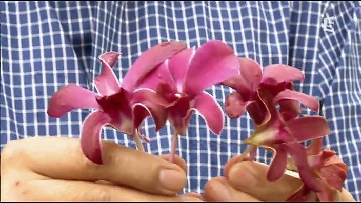 La fièvre de l’orchidée