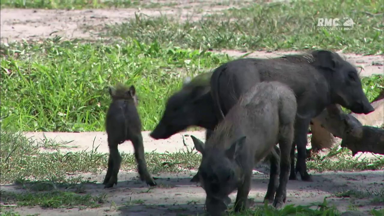 Documentaire La maman phacochère