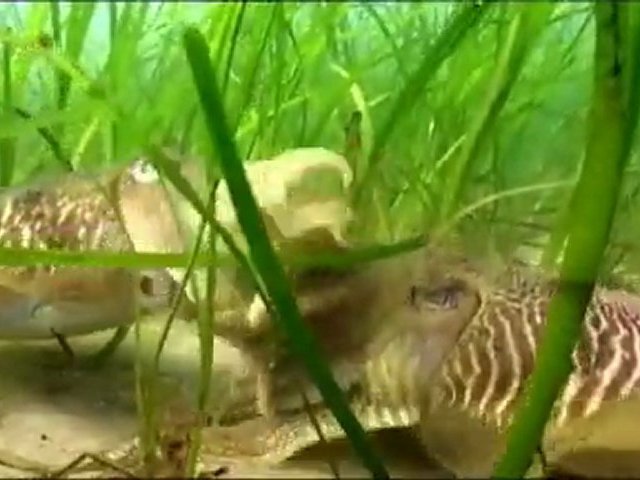 La mer du bout du monde – Les côtes de la Galice