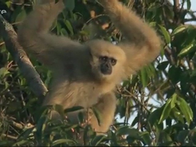 L'aventure de la vie - Les primates