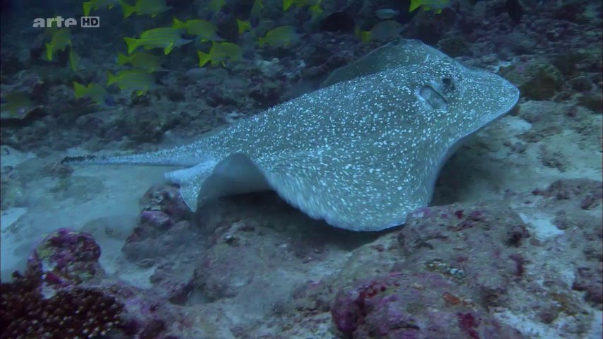 Documentaire Les mystères de la raie manta