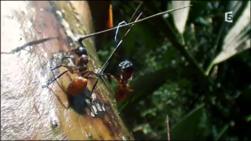 L’organisation secrète des fourmis