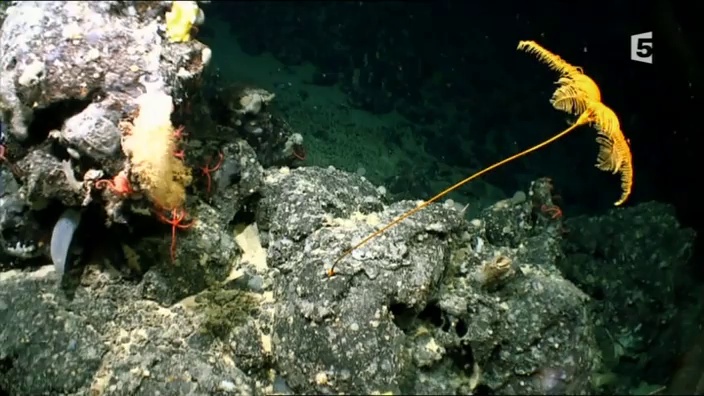 Documentaire Pleins feux sous l’océan