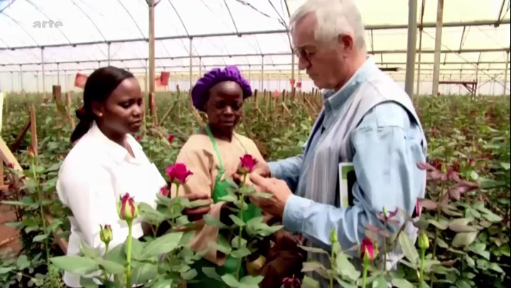 Documentaire Xenius – Symbole de l’amour comme de la tristesse, la rose