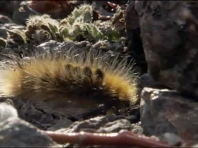 Documentaire Terres de glace – Le reveil du printemps