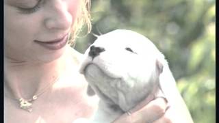 Le Dogue Argentin