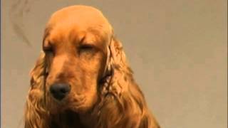 Le Coker Spaniel et le Springer Spaniel
