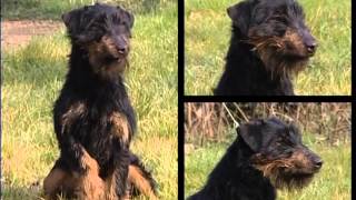 Documentaire Jagd Terrier et Jack Russell