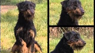 Jagd Terrier et Jack Russell