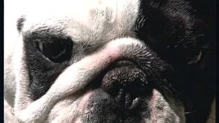 Le bouledogue français
