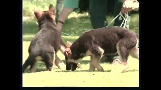 Documentaire Le Berger Allemand