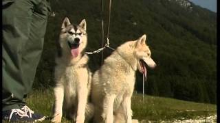 Husky Siberien et Malamute d’Alaska