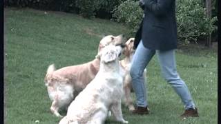 Le golden retriever