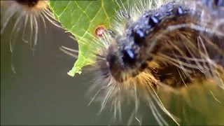 Animaux trop humain : Le web animal