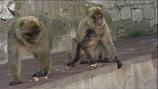 Animaux trop humain : l'animal et l'outil