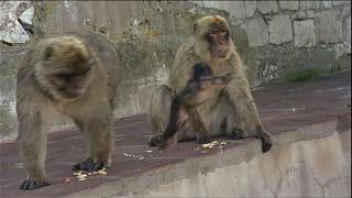 Documentaire Animaux trop humain : l’animal et l’outil