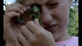 Grandeur Nature – Les insectes maîtres du monde