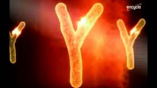 L’adam scientifique