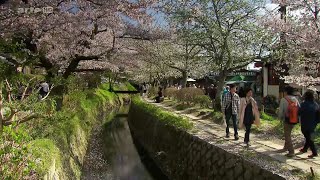 Documentaire Sakura ou le printemps japonais