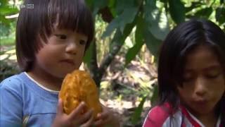 Documentaire Equateur, l’autre pays du chocolat