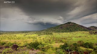 Documentaire Venezuela, chasseurs de mygales