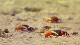 Iles de beautés - 1/5 - Zanzibar