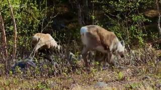 Documentaire Les samis, derniers éleveurs de rennes