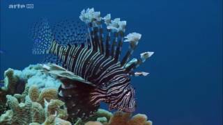 Documentaire La splendeur des Bahamas – 3/5 – Recifs coralliens