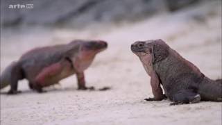 Documentaire La splendeur des Bahamas – 4/5 – Bancs de sable