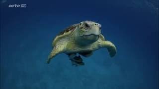 La splendeur des Bahamas - 5/5 - Eaux profondes