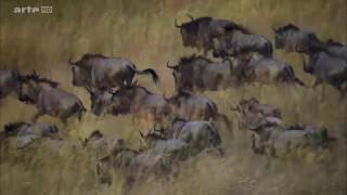 Sa majesté le Zambeze, un fleuve jeune et vigoureux