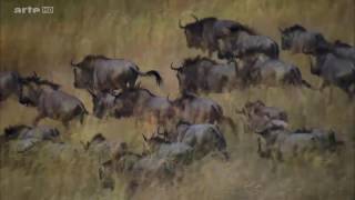 Documentaire Sa majesté le Zambeze, un fleuve jeune et vigoureux