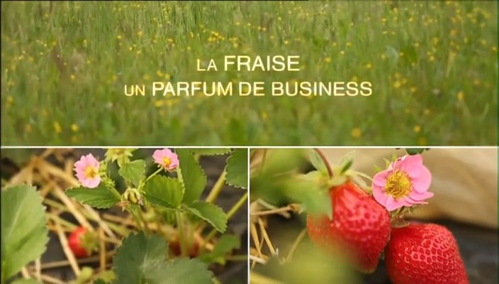 Documentaire La fraise : un parfum de business