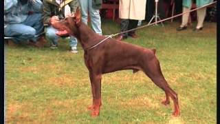 Documentaire Le doberman