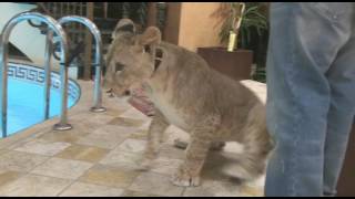 Koweït : un tigre comme animal de compagnie