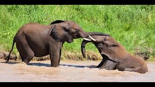 Documentaire La savane africaine : un monde où les prédateurs font régner la terreur