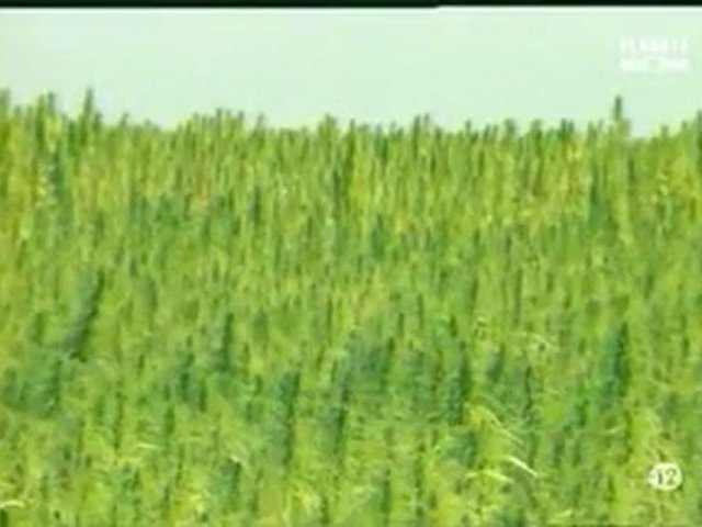 Documentaire Cannabis, une plante entre le bien et le mal