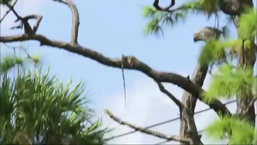Chasseurs de python : Un varan du Nil en Floride