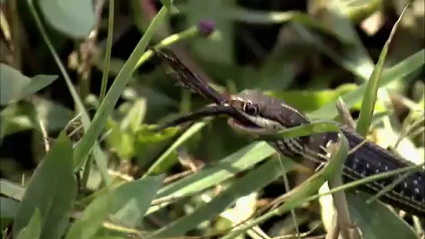 Chasseurs de pythons: l'enfumage des pythons
