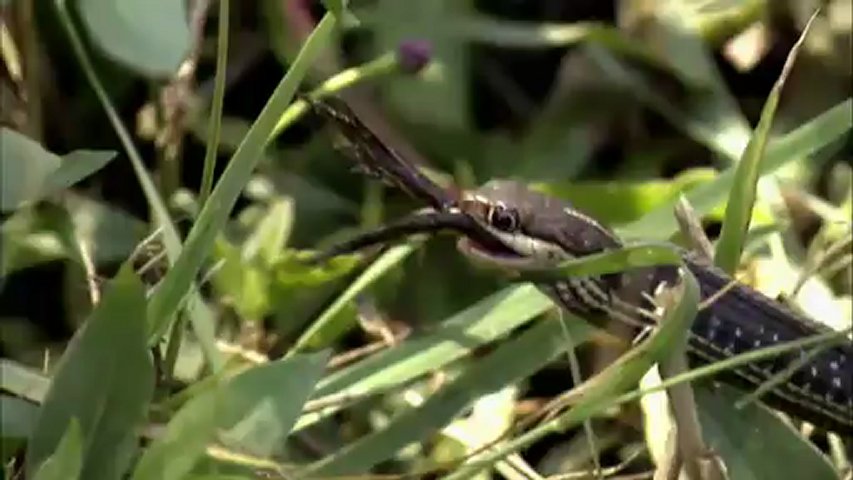 Documentaire Chasseurs de pythons: l’enfumage des pythons