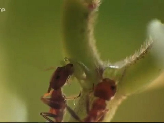 Documentaire La force cachée des plantes – Championnes de la com