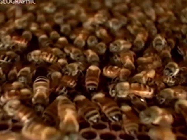 Le silence des abeilles