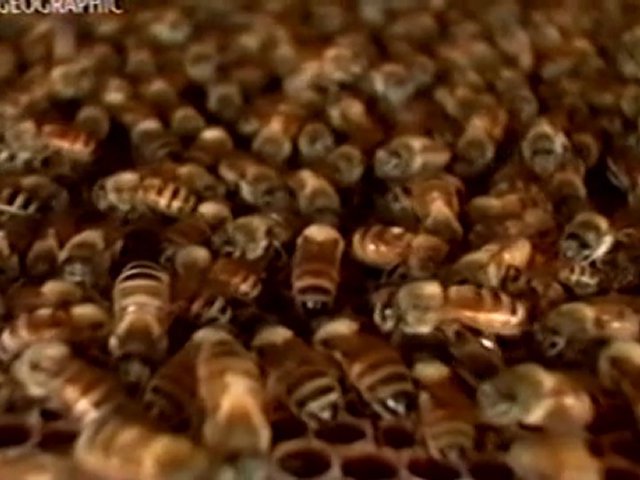 Documentaire Le silence des abeilles