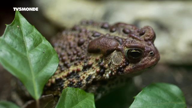 Documentaire Science ou Fiction : créatures méconnues