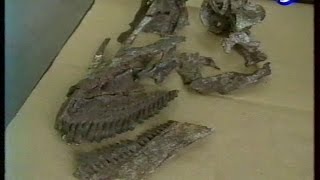 Les secrets des dinosaures – Tyrannosaurus et Mamenchisaurus