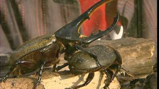 Documentaire C’est pas sorcier – Hannetons, coccinelles et scarabées, les coléoptères