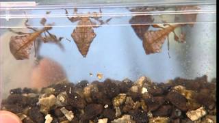 C'est pas sorcier - Face aux phasmes, drôles d'insectes