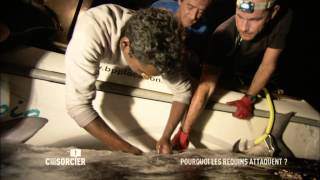 C'est pas sorcier - Pourquoi les requins attaquent