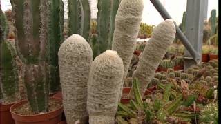 C'est pas sorcier - Cactus: un sujet épineux